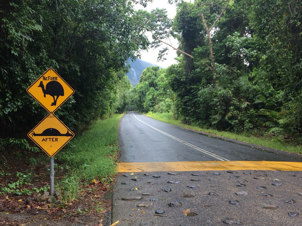 daintree_rainforest_cassowary_sign